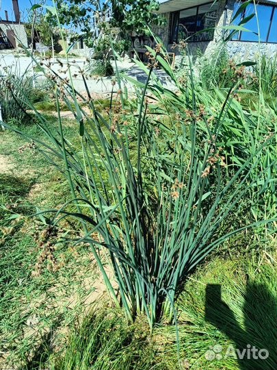 Растения для солончаков, рокариев, бесплодных почв