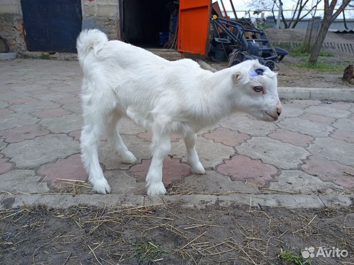 Козлята ламанча