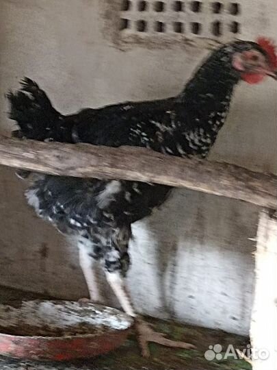 Молодые петухи