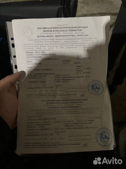 Сиба ину