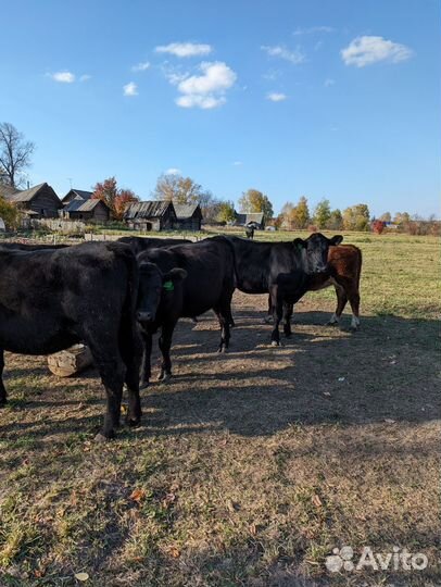 Абердин ангус телки