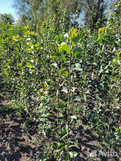 Продаю саженцы плодовых деревьев