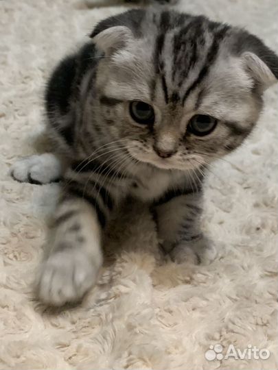 Шотландские мраморные котята