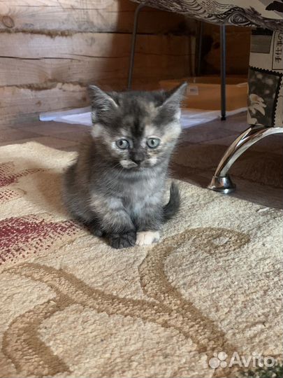 Шотландские котята