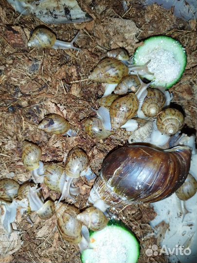 Улитки ахатины