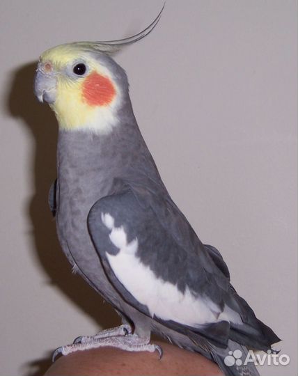 Попугай корелла с клеткой