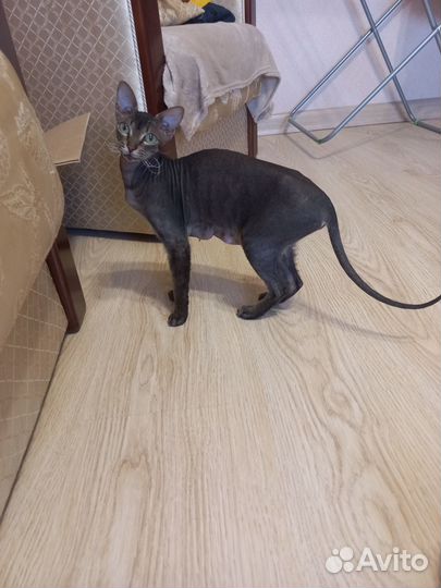 Котята Сфинкс браш