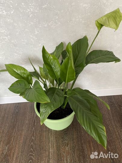 Спатифиллум, женское счастье