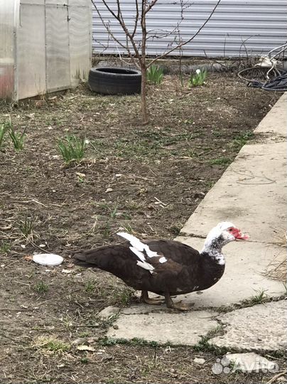 Мускусные утки тяжелые линии