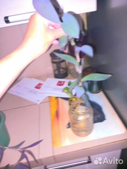 Комнатные растения