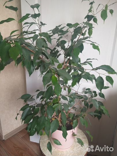 Фикус бенджамина