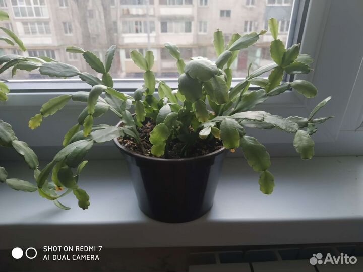 Декабрист в плошке малиновый