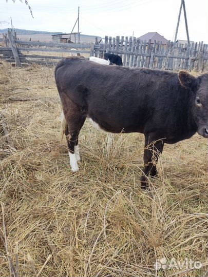Продаются телята
