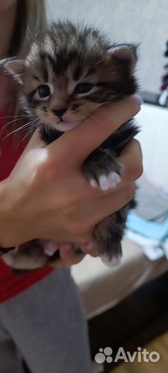 Котенок мейн-кун
