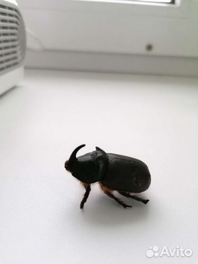 Жук-носорог засушенный