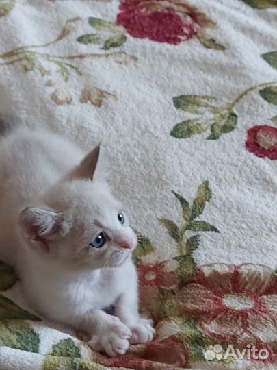 Кот в дар бесплатно