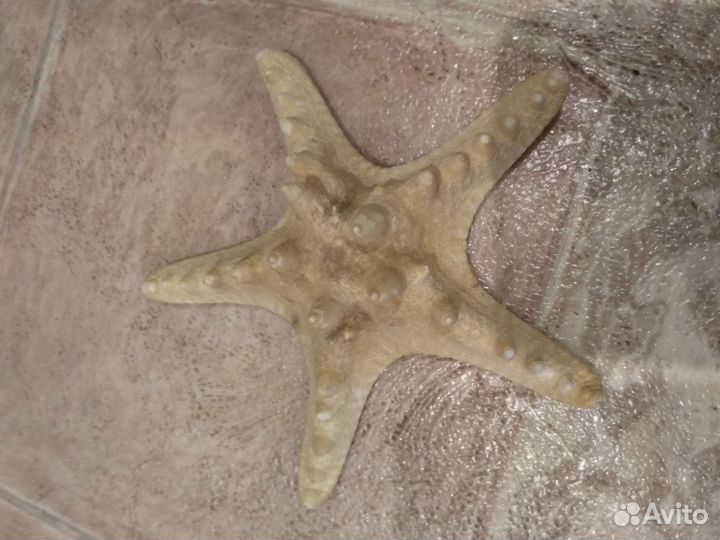 Морская звезда сушёная