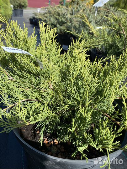 Можжевельник средний Олд Голд