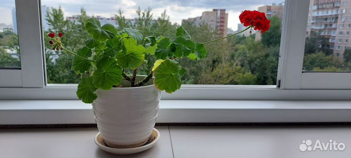 Герань (Пеларгония) красная мохровая