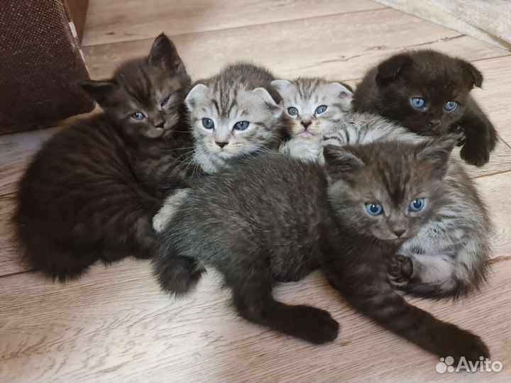 Шотландские котята