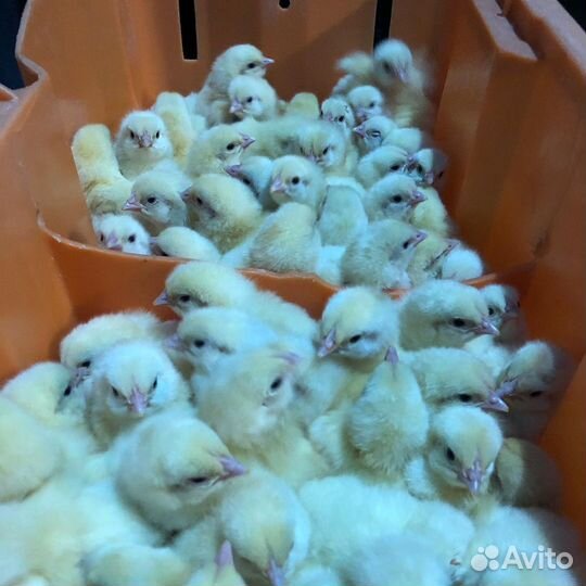 Бройлер Арбор Айкрес (Кобб-700)