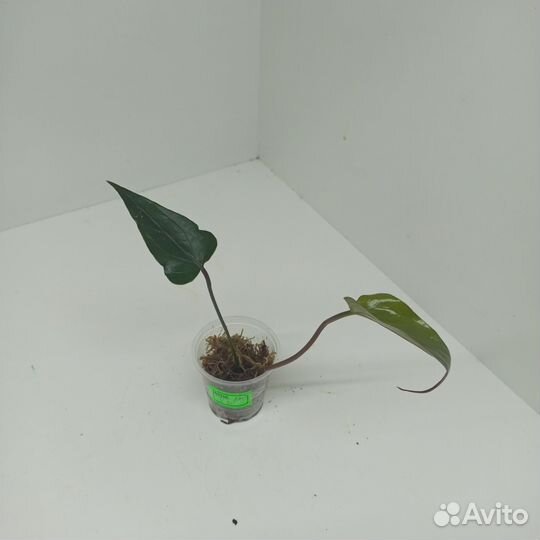 Антуриум черный сорт Блэк Лав