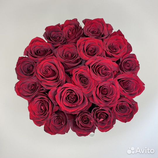 Розы Explorer Premium в шляпной коробке 21шт