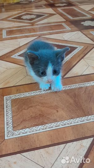 Отдам котят в хорошие руки