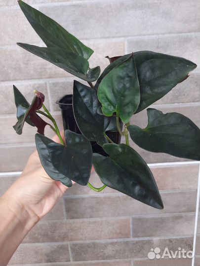 Сингониум Ред Арроу