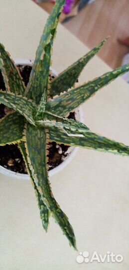 Алоэ Раухи, крассулы