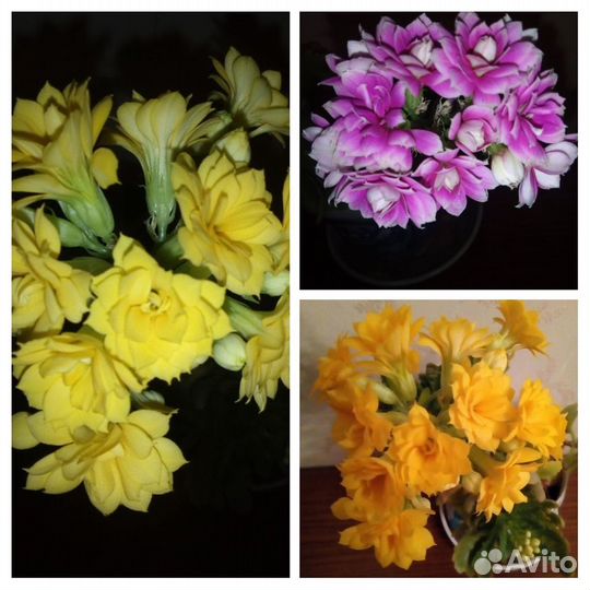 Каланхоэ Блоссфельда,желтый,розовый детки