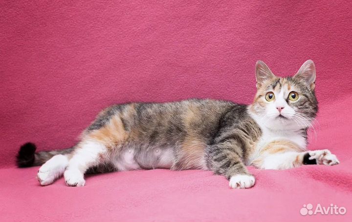 Кошка трехцветка Лима - счастье в дом