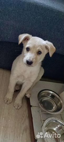 Маленькая девочка лапочка