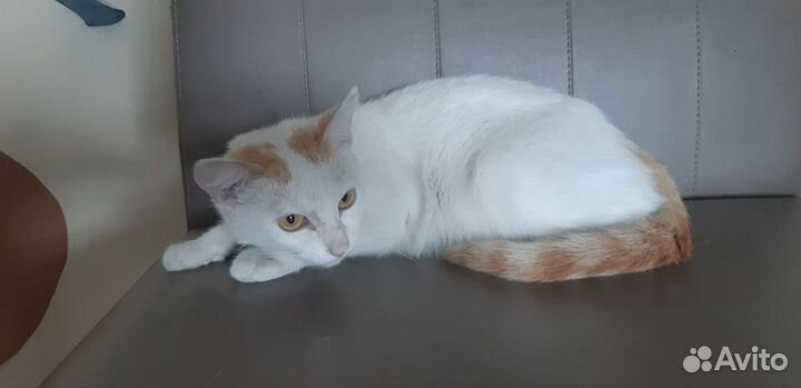 Отдам кошечку 10 мес. Стерильная