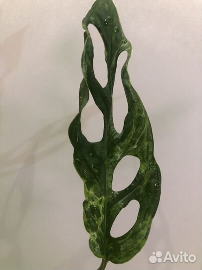 Монстеры. Индо минт