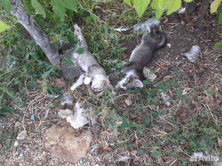 Кошка в дар