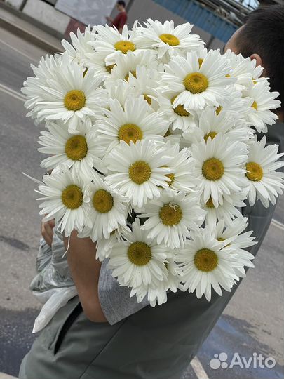 Ромашка крупная