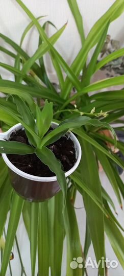 Хлорофитум