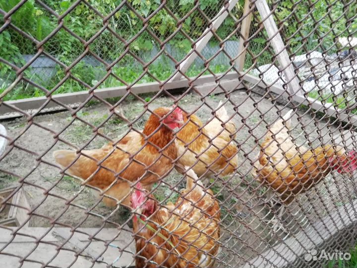 Куры несушки ломан браун