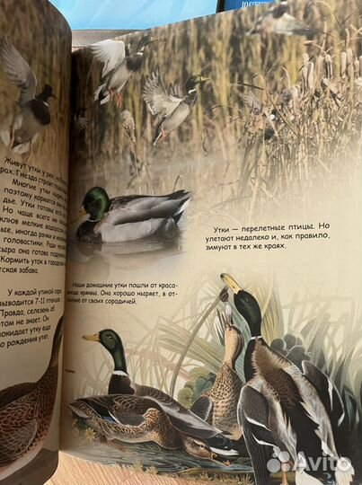 Детские книги энциклопедии