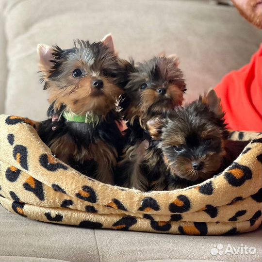 Мини йорки РКФ