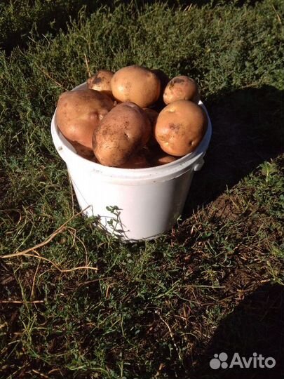 Деревенская картошка, чеснок,морковь,тыква,капуста