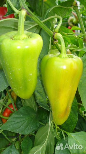 Крупный перец