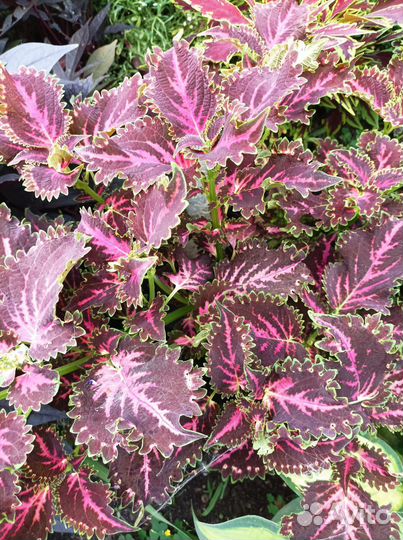 Колеусы вегетативные