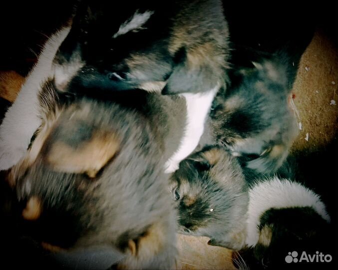 Щенки бесплатно
