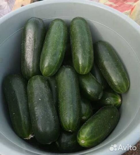 Бэби Мини F1 открытый /закрытый грунт. Семена