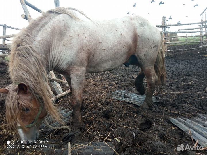 Два жеребца на племя