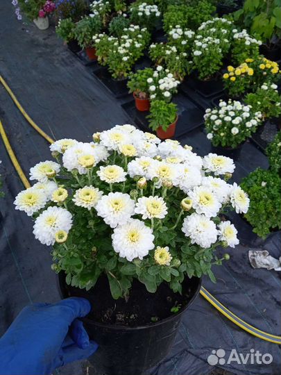 Хризантема Мультифлора