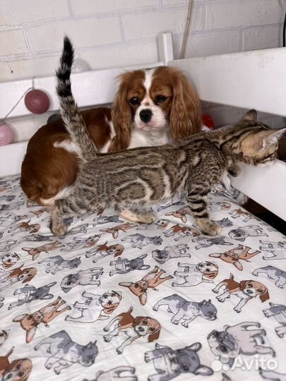 Бенгальская девочка из питомника