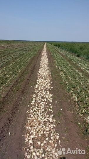 Лук на посадку на перо. Штутгарт и Стардаст